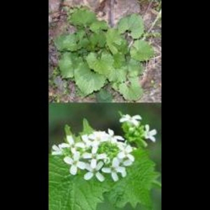 Picture of Herb Garlic Mustard (Hedge Garlic) (Allaria Petiolata)